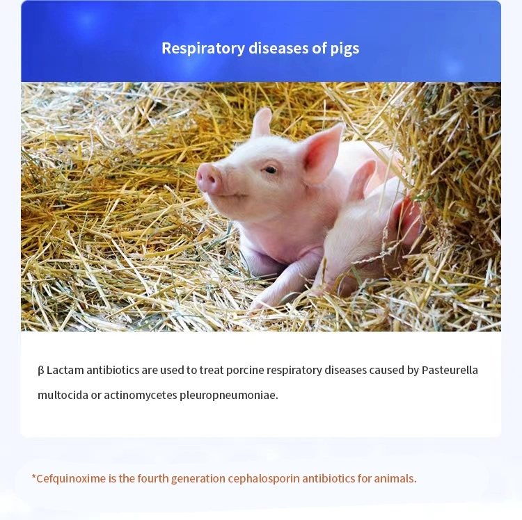 Health Care of Piglets, Bacterial Infections of Pigs, Sheep and Cattle Cefquinome Sulfate Veterinary Drugs
