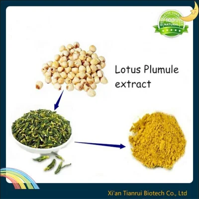 Polvo de extracto de semilla de loto natural 100% puro de suministro de fábrica